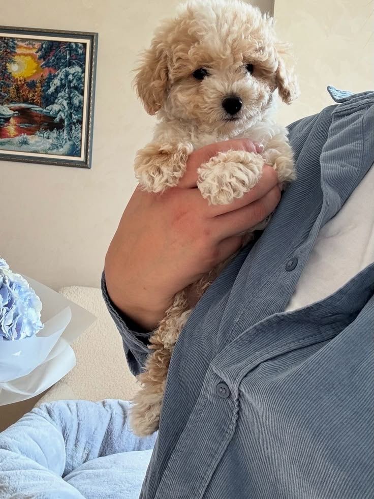 🐶 Adorable Cream Toy Poodle Puppy – Fluffy Coat, Sweet Face & Playful Charm 🤍