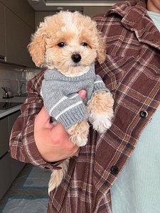 🐶 Adorable Cream Toy Poodle Puppy – Fluffy Coat, Sweet Face & Playful Charm 🤍 thumbnail 4