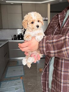 🐶 Adorable Cream Toy Poodle Puppy – Fluffy Coat, Sweet Face & Playful Charm 🤍 thumbnail 5