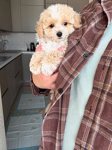 🐶 Adorable Cream Toy Poodle Puppy – Fluffy Coat, Sweet Face & Playful Charm 🤍 thumbnail 6