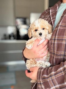 🐶 Adorable Cream Toy Poodle Puppy – Fluffy Coat, Sweet Face & Playful Charm 🤍 thumbnail 2