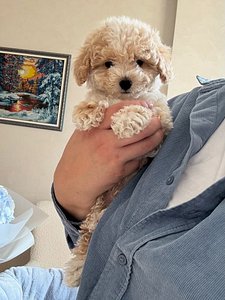 🐶 Adorable Cream Toy Poodle Puppy – Fluffy Coat, Sweet Face & Playful Charm 🤍 thumbnail 3