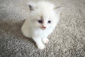 Gianna’s Cattery