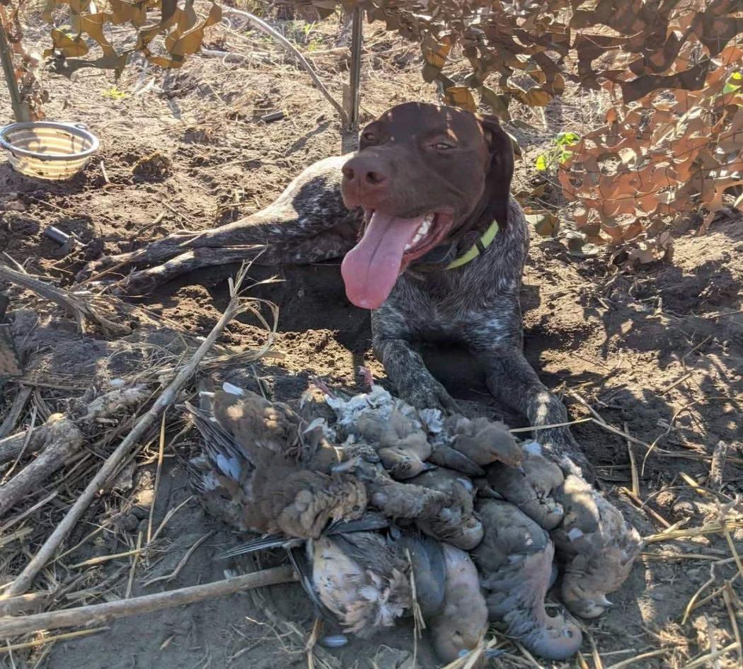 Quality German Shorthair pointer puppy for re-homing