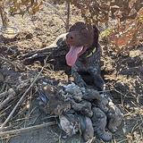 Quality German Shorthair pointer puppy for re-homing thumbnail 1