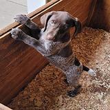 Quality German Shorthair pointer puppy for re-homing thumbnail 2