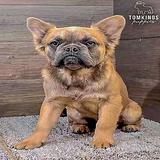 Cinnamon, the gentle thumbnail 4
