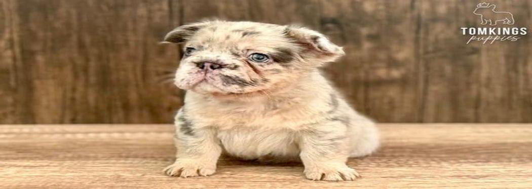 Chérie, the fuzzy