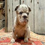 Chérie, the fuzzy thumbnail 4