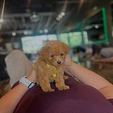 Beautiful Puppy available to be with her new family thumbnail 5