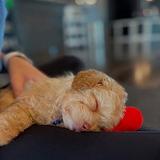 Beautiful Puppy available to be with her new family thumbnail 7