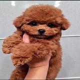 Adorable Teacup Yorkie & Poodle Puppies thumbnail 1