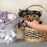 Adorable Teacup Yorkie & Poodle Puppies thumbnail 4