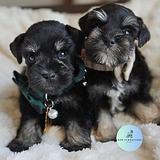 Available for rehoming thumbnail 1