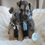 Available for rehoming thumbnail 2