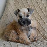 Available for rehoming thumbnail 4