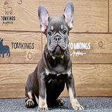 Casper – Blue and Tan French Bulldog Puppy for Sale thumbnail 1