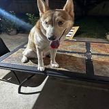 Rehoming Husky Mixed thumbnail 2