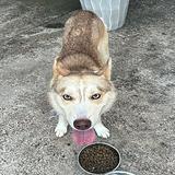 Rehoming Husky Mixed thumbnail 3