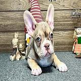 Liana, the Playful Rojo Merle and Tan French Bulldog Puppy thumbnail 1