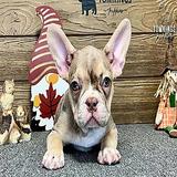 Liana, the Playful Rojo Merle and Tan French Bulldog Puppy thumbnail 5