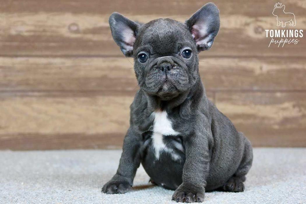 Robyn, the Little Blue French Bulldog Lady