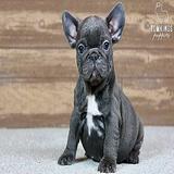 Robyn, the Little Blue French Bulldog Lady thumbnail 1