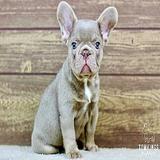 Andre, the Angelic Isabella French Bulldog Puppy thumbnail 5