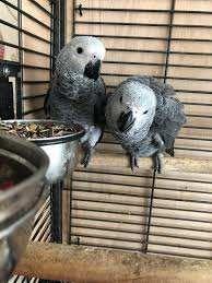 african grey parrots for sale