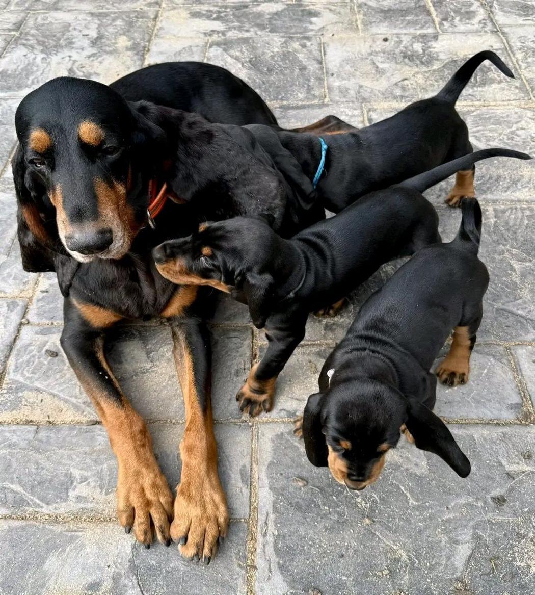 Black and Tan Coonhound Puppies Available Now