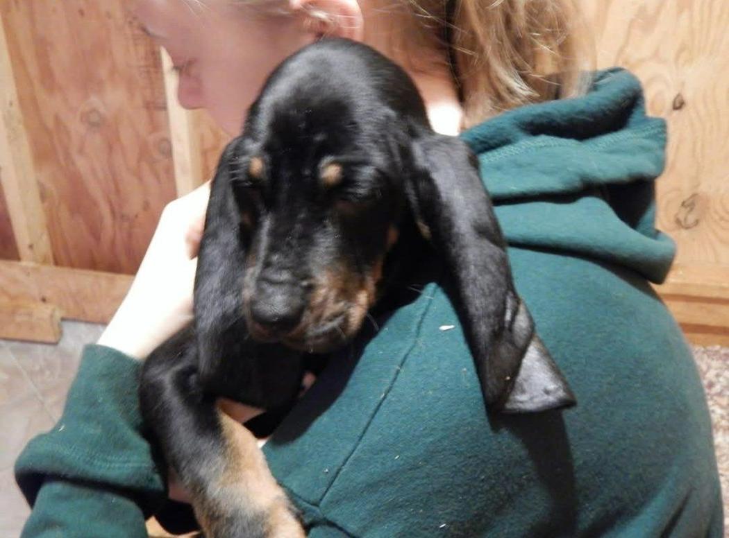 Black and Tan Coonhound puppies for sale