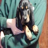 Black and Tan Coonhound puppies for sale thumbnail 2