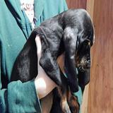 Black and Tan Coonhound puppies for sale thumbnail 3