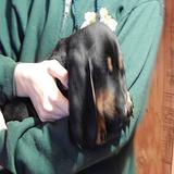 Black and Tan Coonhound puppies for sale thumbnail 4