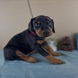 Doberman Pinscher puppies thumbnail 1