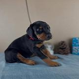 Doberman Pinscher puppies thumbnail 2