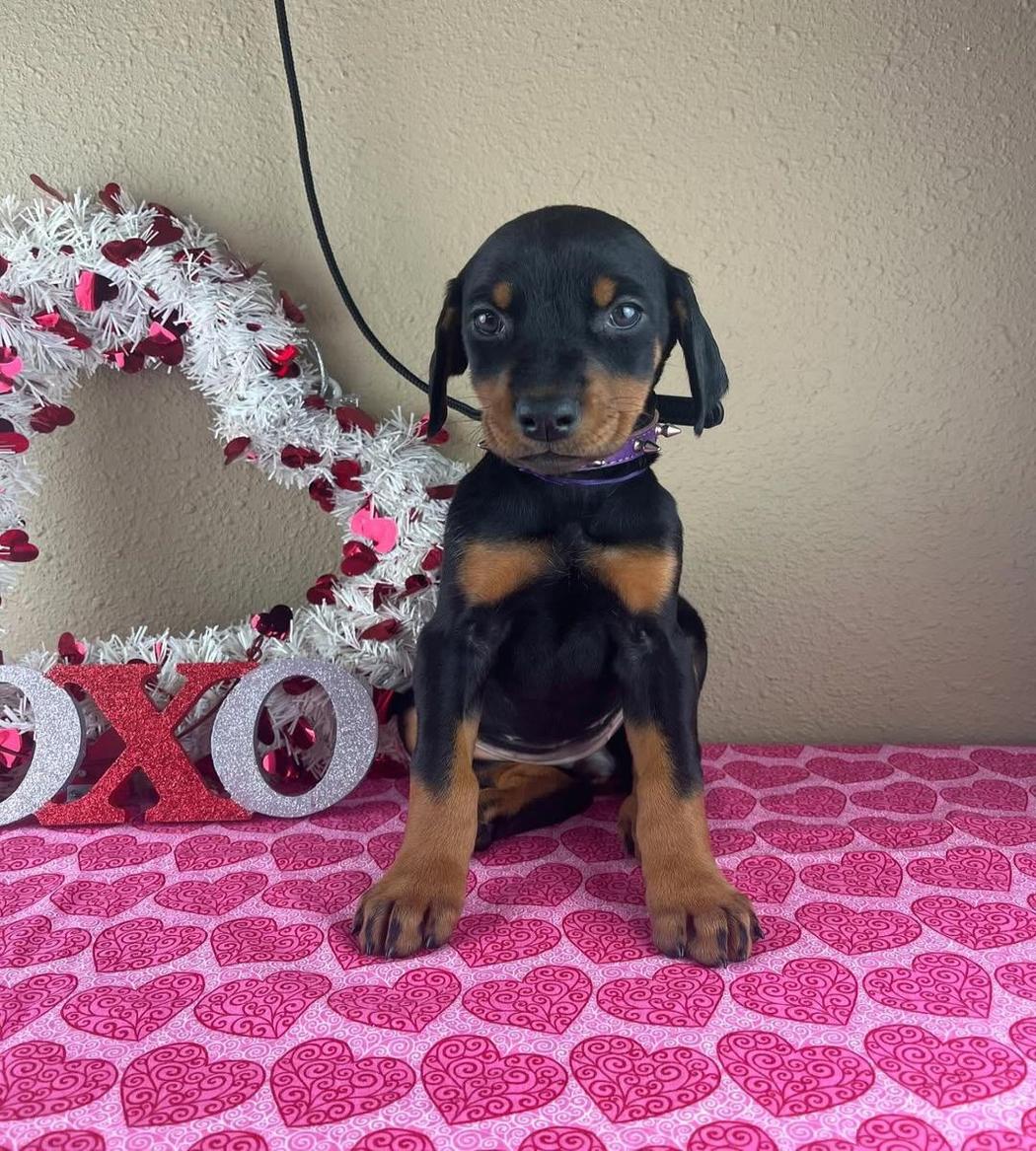 Doberman Pinscher puppies