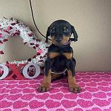Doberman Pinscher puppies thumbnail 1