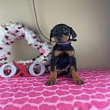 Doberman Pinscher puppies thumbnail 2