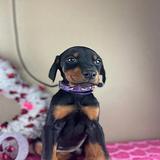 Doberman Pinscher puppies thumbnail 3