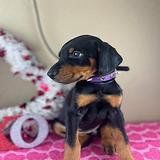 Doberman Pinscher puppies thumbnail 4