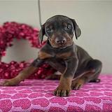Doberman Pinscher thumbnail 1