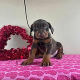 Doberman Pinscher thumbnail 2