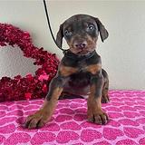 Doberman Pinscher thumbnail 3