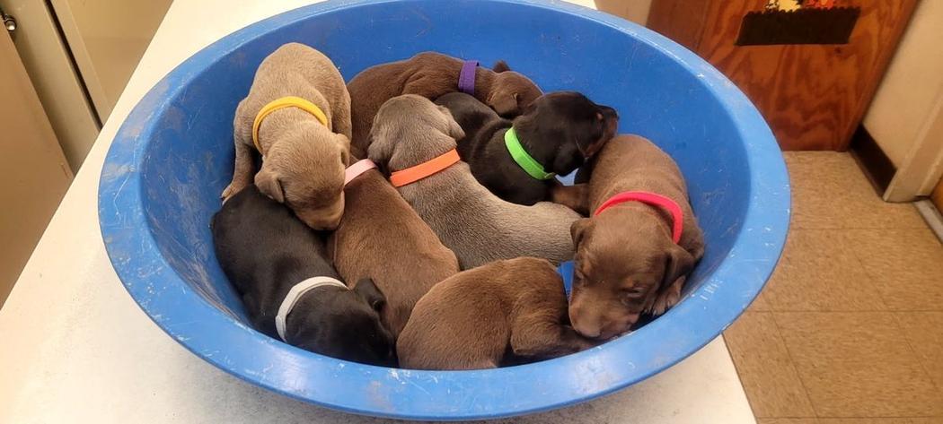Doberman Puppies