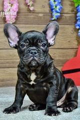 Leo, the Loving thumbnail 2