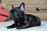 Leo, the Loving thumbnail 6