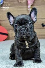 Leo, the Loving thumbnail 4