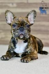 Dorian, the Affectionate Guardian thumbnail 4
