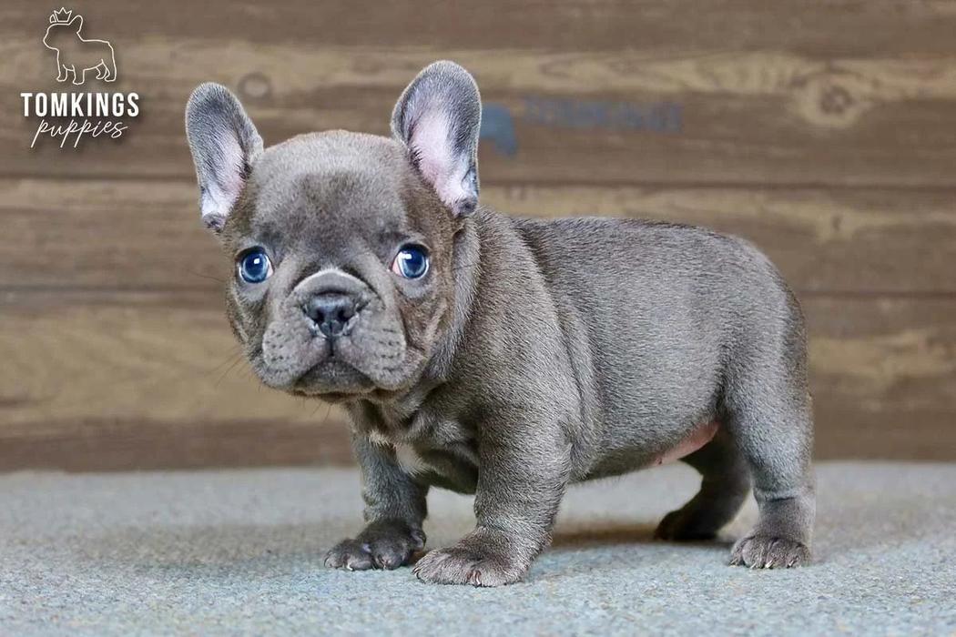 Delphine, the Adorable